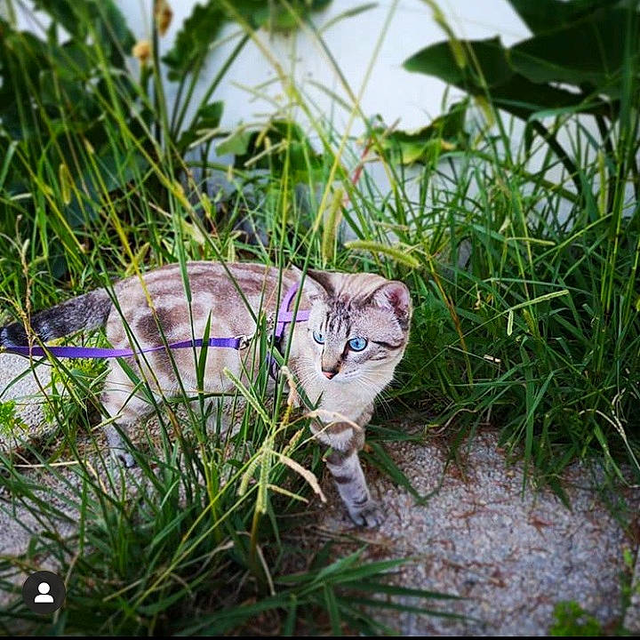 Helios a rejoint le concours — aidez-le/la à gagner de superbes lots ! carnivore, cat, felidae, flower, grass, grass_family, herb, kitten, plant, rosemary, small_to_medium_sized_cats, tabby_cat, tree