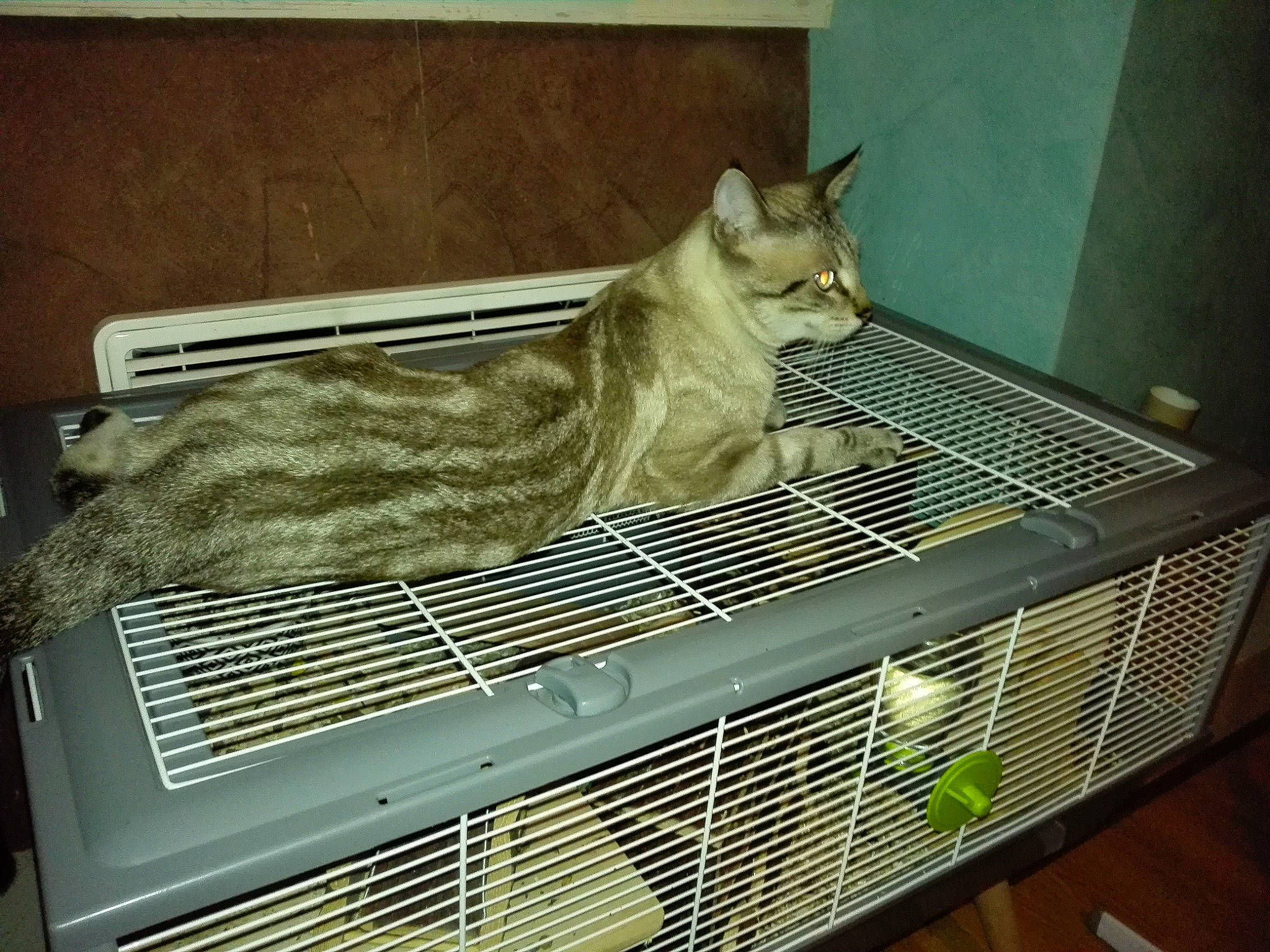 Helios participe au concours pour gagner de l'argent avec cette photo : animal_shelter, cage, carnivore, cat, domestic_short_haired_cat, european_shorthair, felidae, pet_supply, small_to_medium_sized_cats, whiskers