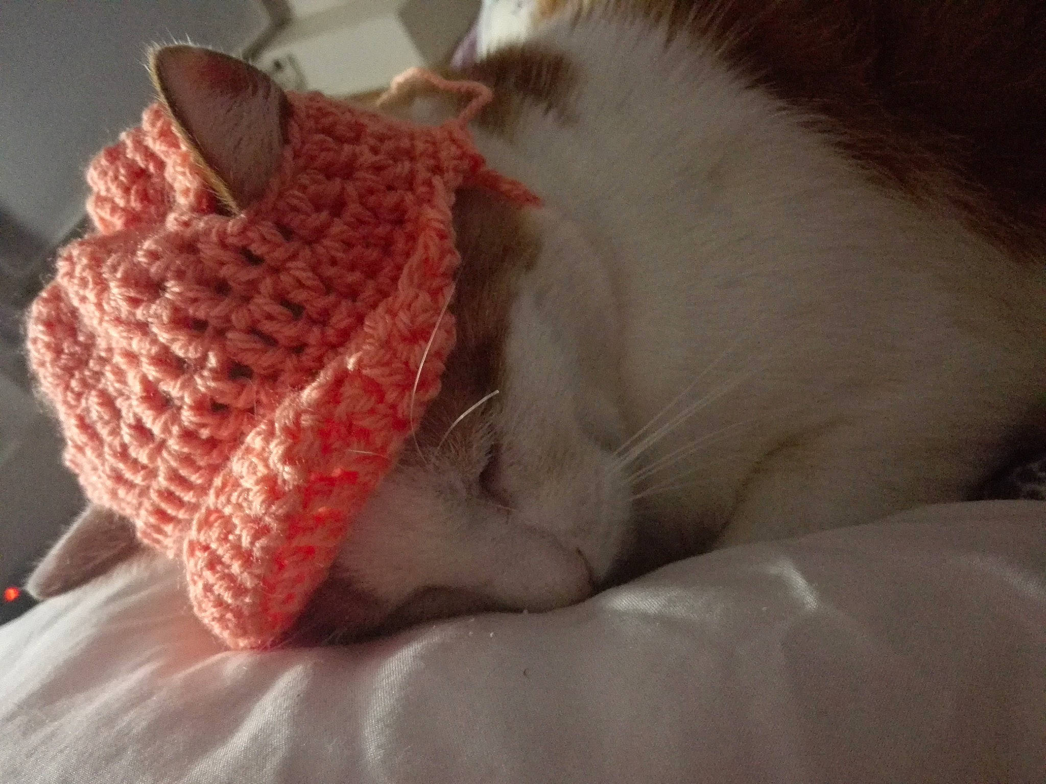 Miaouss a rejoint le concours — aidez-le/la à gagner de superbes lots ! cat, crochet, ear, fawn, felidae, fur, knitting, pink, tail, thread, whiskers, wool