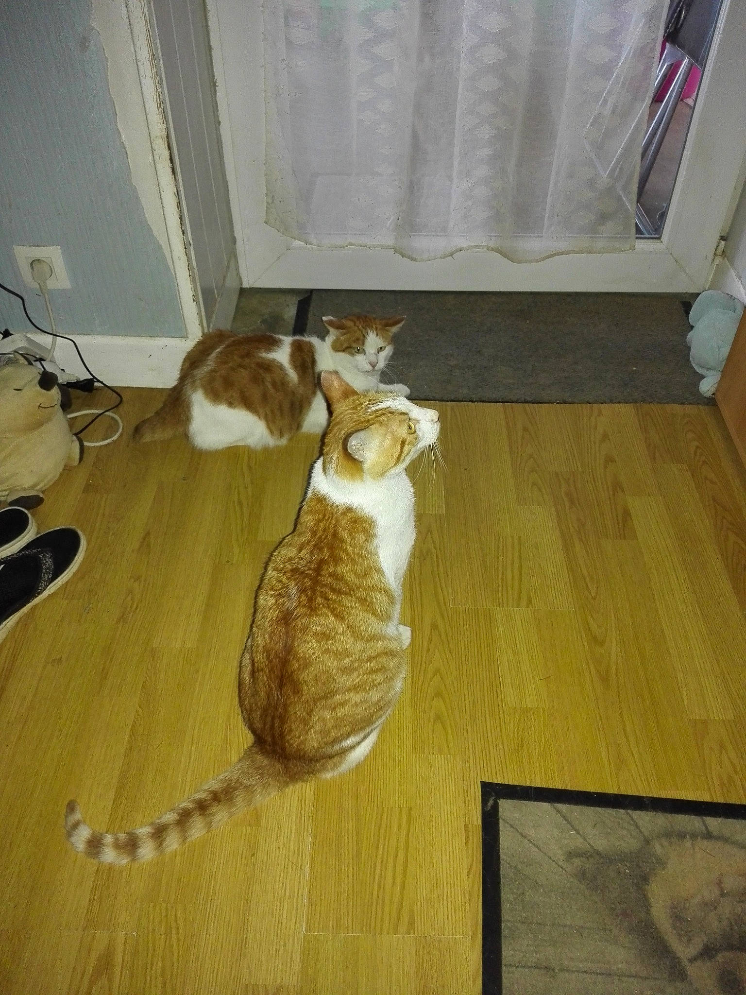 Miaouss a rejoint le concours — aidez-le/la à gagner de superbes lots ! carnivore, cat, domestic_short_haired_cat, european_shorthair, fawn, felidae, floor, flooring, fur, hardwood, laminate_flooring, room, small_to_medium_sized_cats, tail, whiskers, wood, wood_flooring