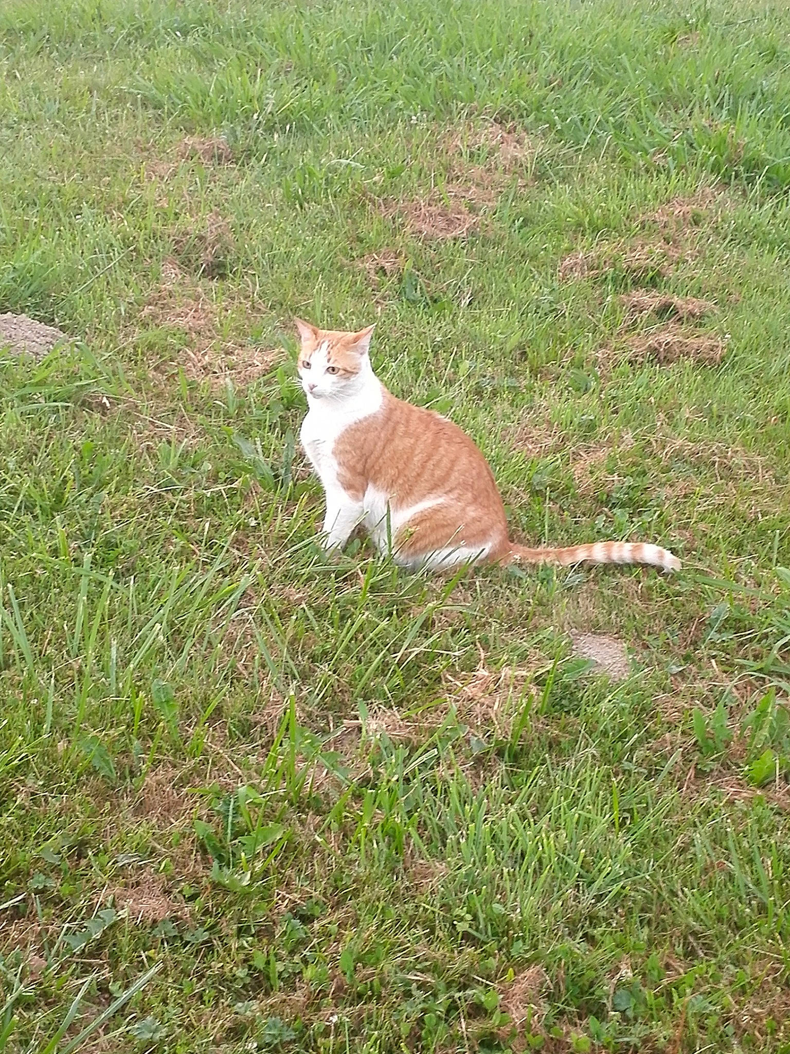 Miaouss a rejoint le concours — aidez-le/la à gagner de superbes lots ! carnivore, cat, domestic_short_haired_cat, european_shorthair, fawn, felidae, grass, grass_family, lawn, pasture, plant, small_to_medium_sized_cats, tail, whiskers