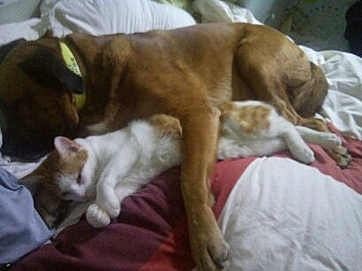 Miaouss a rejoint le concours — aidez-le/la à gagner de superbes lots ! american_bulldog, american_pit_bull_terrier, boxer, canidae, carnivore, cat, companion_dog, dog, dog_breed, dogue_de_bordeaux, fawn, mammal, nap, non_sporting_group, pit_bull, puppy, sleep, sporting_group