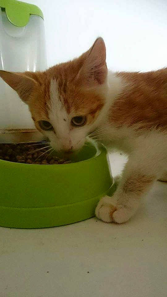 Miaouss a rejoint le concours — aidez-le/la à gagner de superbes lots ! aegean_cat, arabian_mau, carnivore, cat, cat_food, domestic_short_haired_cat, european_shorthair, felidae, german_rex, kitten, polydactyl_cat, small_to_medium_sized_cats, whiskers