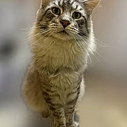 Chacha a rejoint le concours — aidez-le/la à gagner de superbes lots ! cat, fluffy, sitting, portrait, animal, pet, whiskers, ears, fur, gray, striped, closeup, indoor, curious, face, feline, mammal, focused, soft_background, domestic_cat