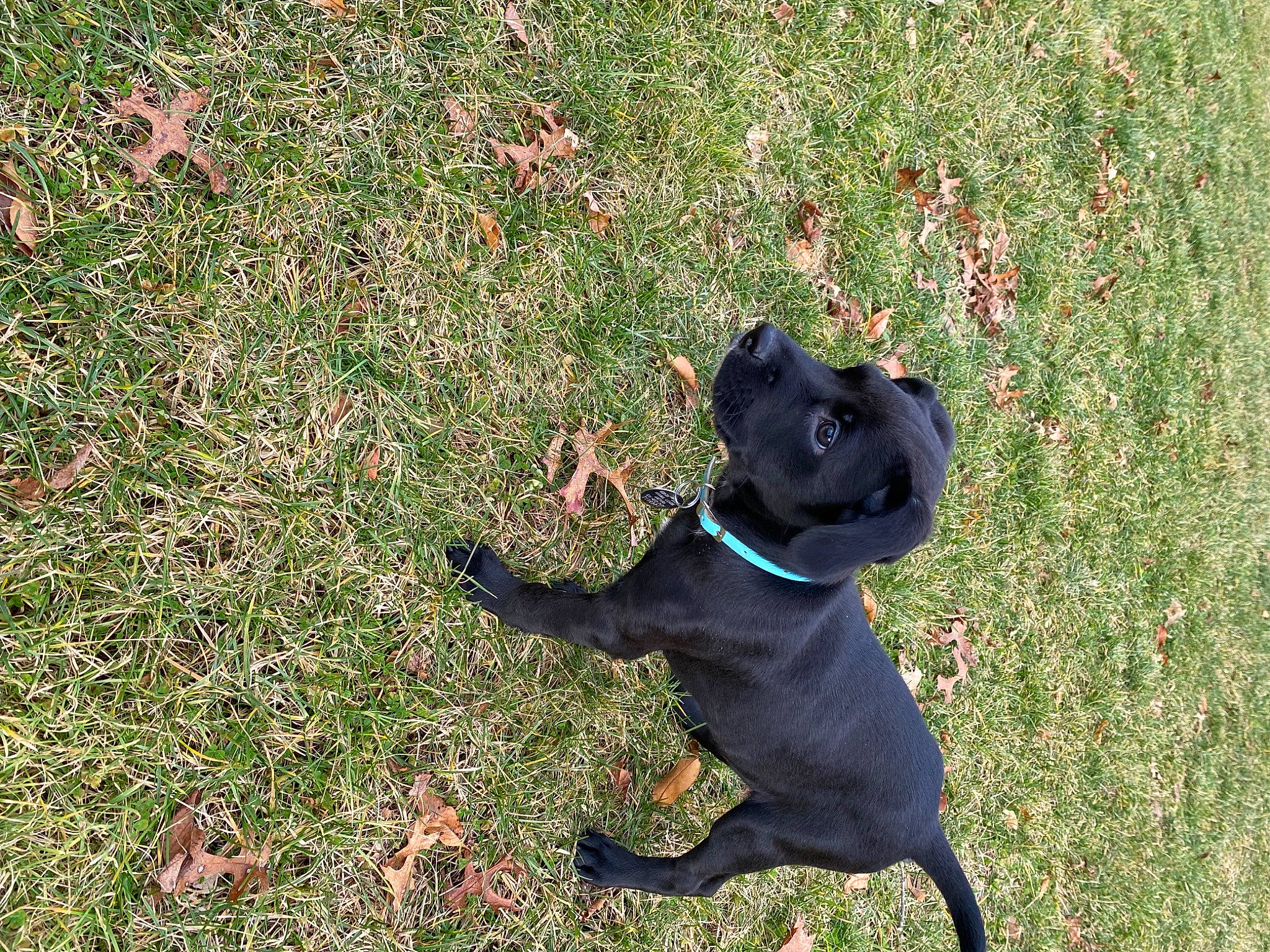 Simba joined the competition — help win amazing prizes! borador, canidae, carnivore, collar, companion_dog, dog, dog_breed, dog_collar, fawn, grass, groundcover, guard_dog, plant, shadow, snout, soil, sporting_group, tail, working_animal, working_dog