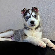 Ila is registered to the contest to win money with this photo: animal, black, blue_eyes, canine, cushion, cute, dog, ears, fur, gray, husky, indoor, lying_down, paw, pet, portrait, puppy, relaxed, white, young