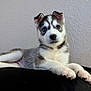 animal, black, blue_eyes, canine, cushion, cute, dog, ears, fur, gray, husky, indoor, lying_down, paw, pet, portrait, puppy, relaxed, white, young