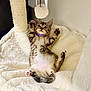 Poki is registered to the contest to win money with this photo: kitten, cat, tabby, pet, animal, paws, fur, collar, toy, cat_bed, cozy, indoor, cute, playful, relaxed, white, soft, feline, young, sleepy