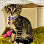Poki joined the competition — help win amazing prizes! kitten, cat, tabby, collar, bell, purple, green_towel, pet, cute, fur, whiskers, indoor, feline, animal, small, young, playful, resting, domestic, curious