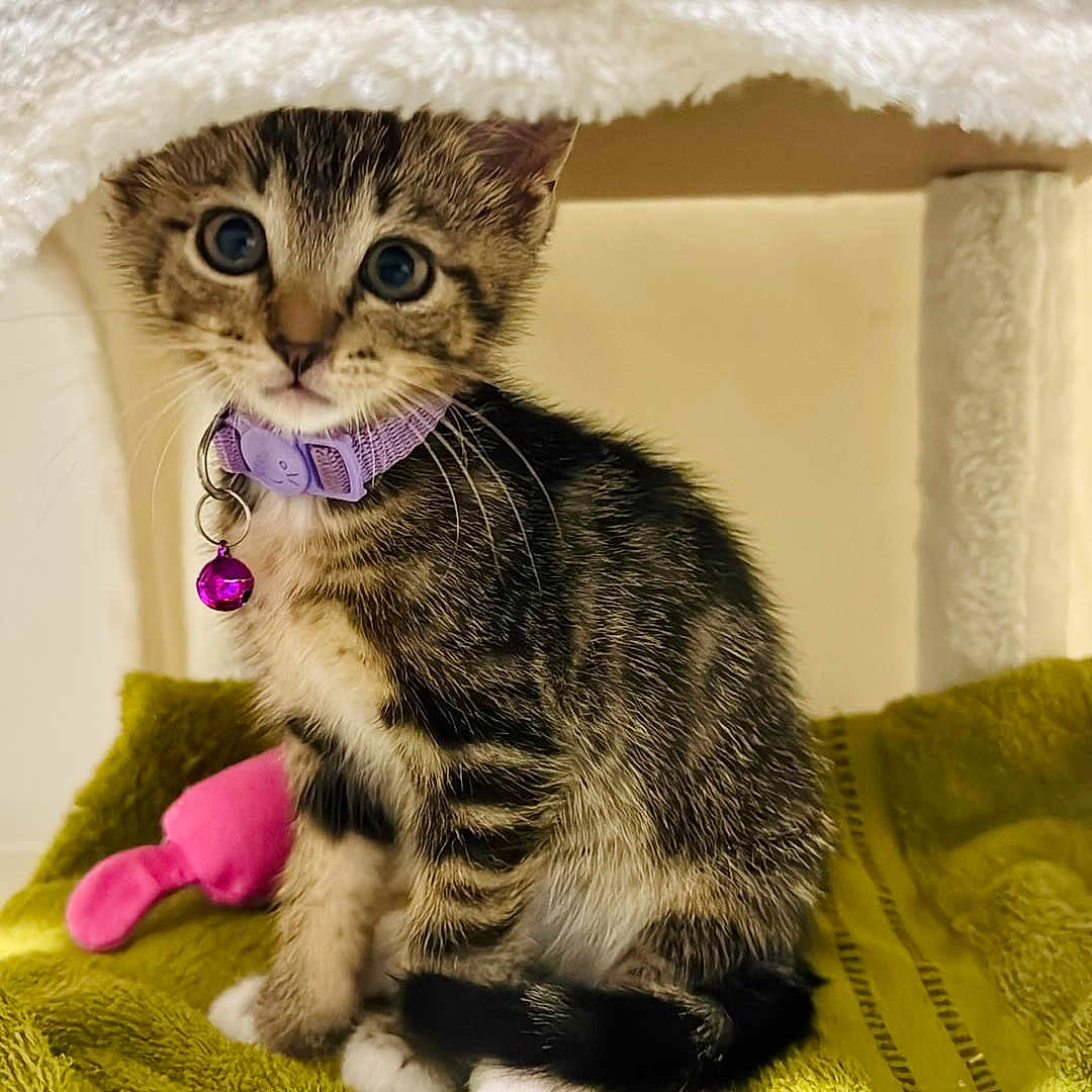 Poki joined the competition — help win amazing prizes! animal, bell, cat, collar, curious, cute, domestic, feline, fur, green_towel, indoor, kitten, pet, playful, purple, resting, small, tabby, whiskers, young