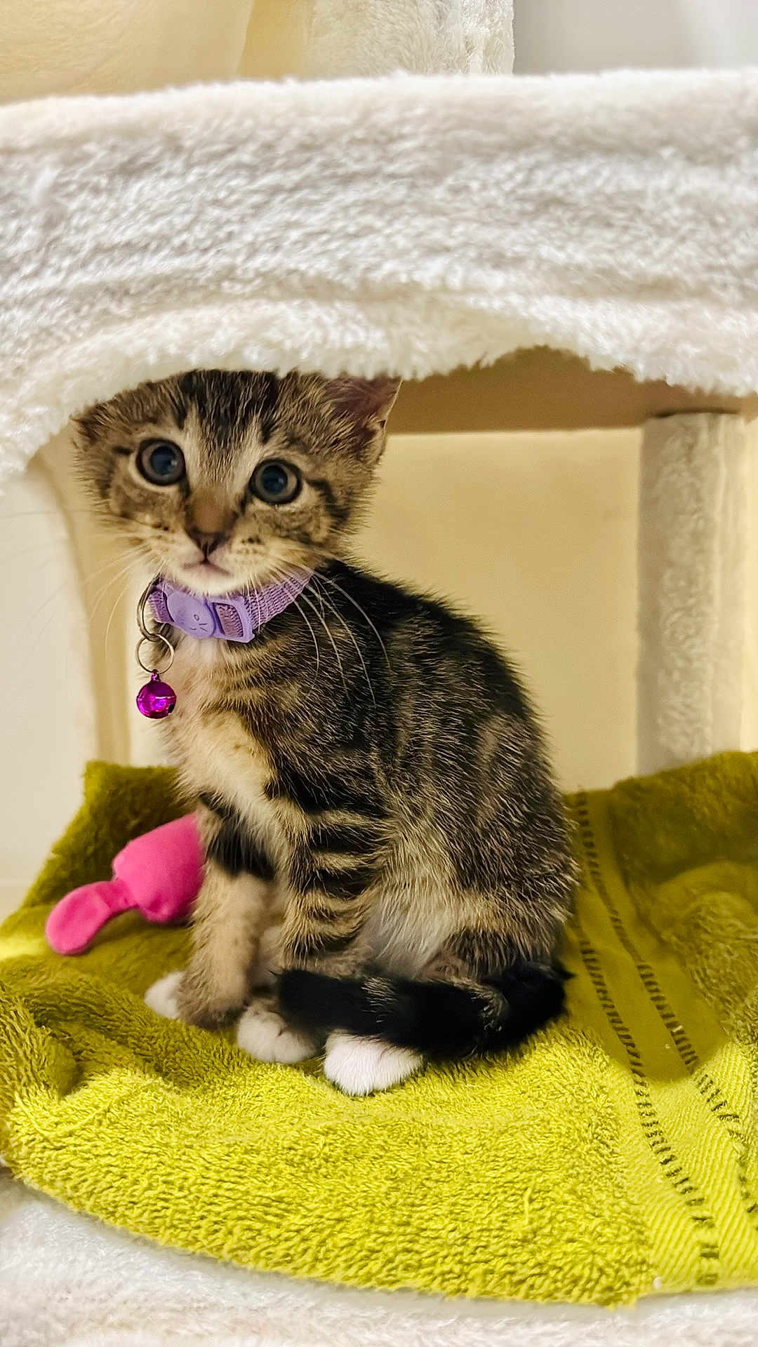 Poki joined the competition — help win amazing prizes! kitten, cat, tabby, collar, bell, purple, green_towel, pet, cute, fur, whiskers, indoor, feline, animal, small, young, playful, resting, domestic, curious