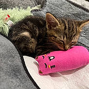 Poki is registered to the contest to win money with this photo: kitten, cat, sleeping, tabby, toy, plush, pink, blanket, cozy, pet, animal, cute, fur, resting, indoor, closeup, soft, small, young, comfort