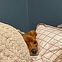 Penny joined the competition — help win amazing prizes! dog, blanket, pillow, indoor, resting, cozy, fur, sleepy, bedroom, snug, red_grid, cream_color, canine, comfort, cute, pet, wall, relaxing, home, soft_texture