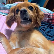 Penny joined the competition — help win amazing prizes! dog, bed, pink_sheet, plaid_blanket, wooden_closet, indoor, pet, fur, canine, curious_expression, mouth_open, ears, collar, paw, laying_down, room, textile, sleeping_area, furniture, household