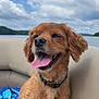 Penny joined the competition — help win amazing prizes! dog, happy, tongue_out, outdoor, lake, boat, water, cloudy_sky, fur, collar, pet, canine, smiling, summer, nature, blue_towel, seated, closeup, sunlight, relaxed