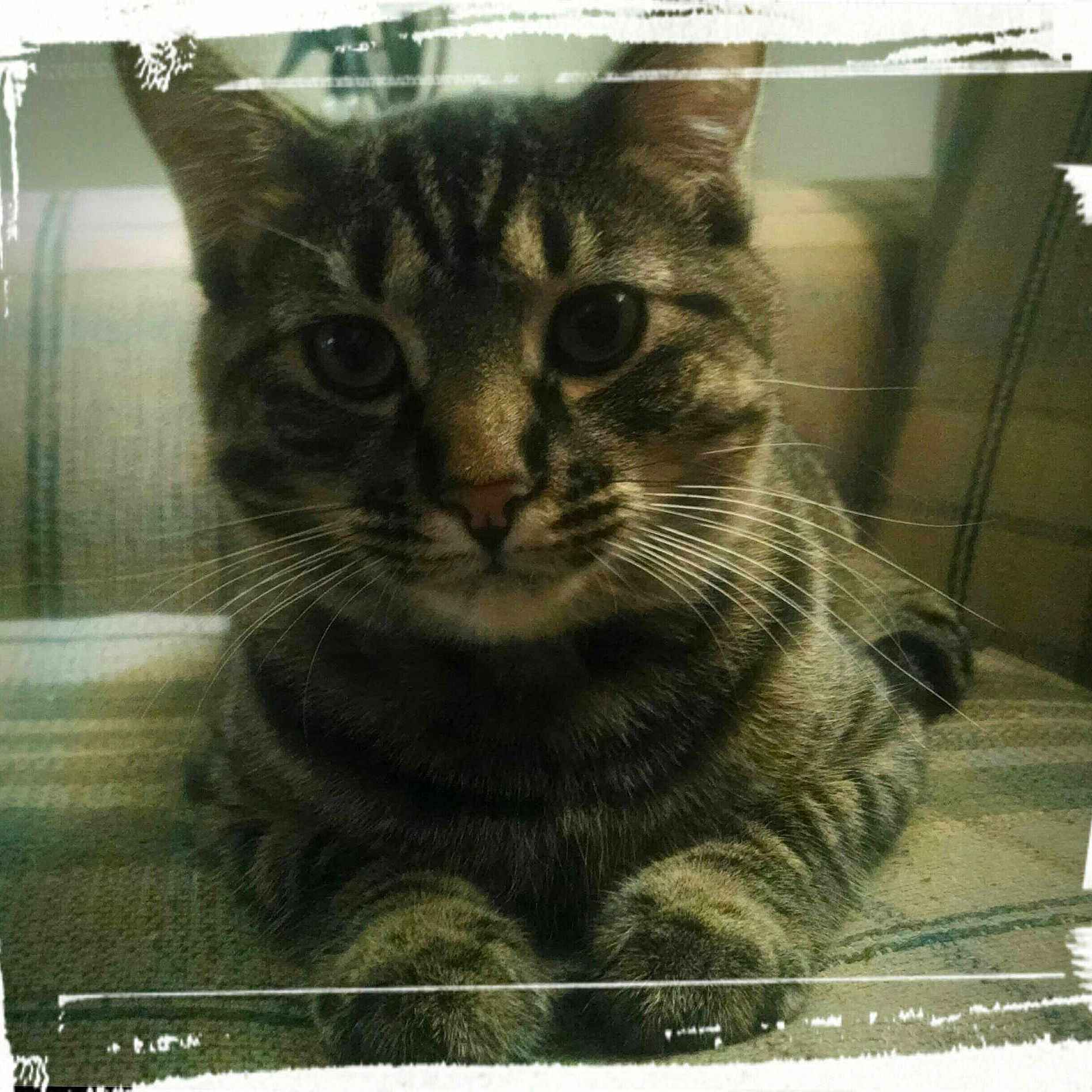 Milo is registered to the contest to win money with this photo: