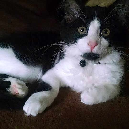 Oliver