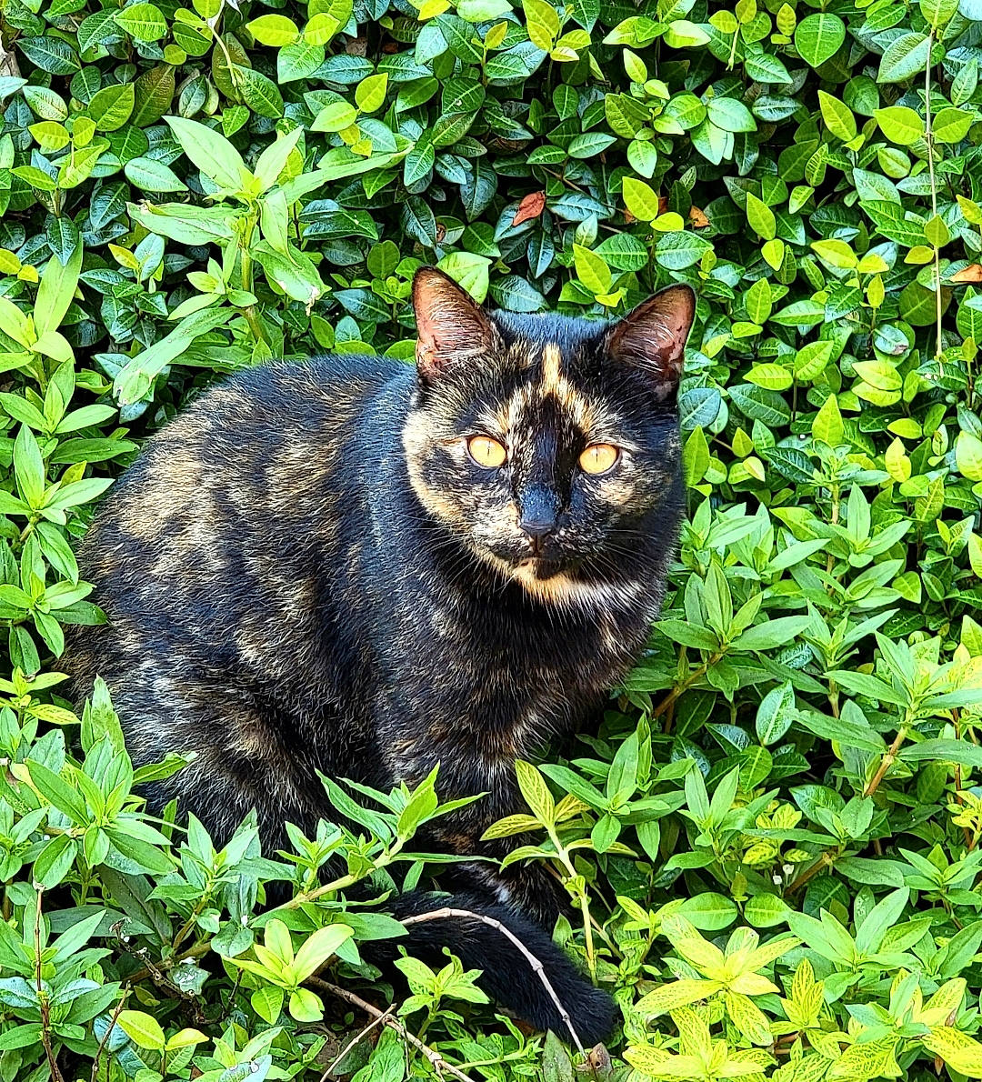 Lovie joined the competition — help win amazing prizes! black_cat, bombay, carnivore, cat, domestic_short_haired_cat, felidae, fur, grass, groundcover, organism, plant, shrub, small_to_medium_sized_cats, snout, tail, terrestrial_animal, terrestrial_plant, vegetation, whiskers, wildlife
