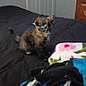 animal, bed, bedroom, blanket, cat, comfort, cozy, cute, door, dresser, feline, fur, indoor, kitten, pet, resting, small, soft, tortoiseshell, young