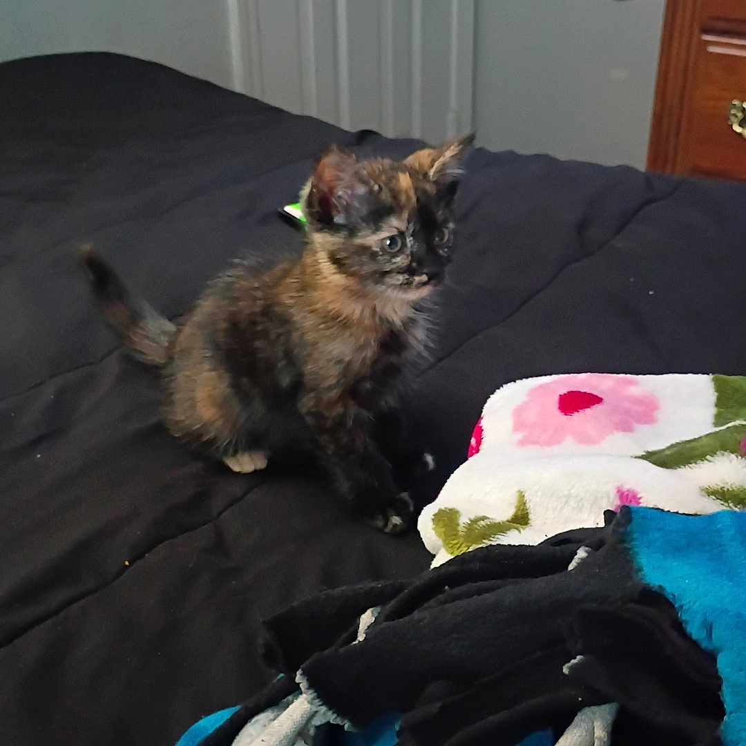 Ivy