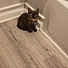 Ivy is registered to the contest to win money with this photo: baseboard, bathroom, cat, collar, corner, curious, domestic_animal, feline, floor, indoor, kitten, looking, pet, quiet, small, texture, tortoiseshell, wall, wooden_floor, young