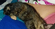 Ivy is registered to the contest to win money with this photo: animal, blanket, cat, closeup, colorful, comfort, cozy, cute, fabric, fur, home, indoor, kitten, lap, person, pet, relaxation, resting, sleeping, soft