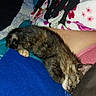 Ivy is registered to the contest to win money with this photo: kitten, cat, sleeping, lap, blanket, fabric, colorful, cozy, indoor, pet, resting, fur, animal, comfort, soft, closeup, relaxation, person, home, cute