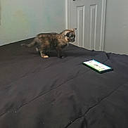 Ivy joined the competition — help win amazing prizes! kitten, cat, bed, black_bedspread, smartphone, indoor, door, wall, plush_toy, animal, pet, small, tortoiseshell, feline, curious, looking, young, domestic, room, furniture