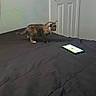 kitten, cat, bed, black_bedspread, smartphone, indoor, door, wall, plush_toy, animal, pet, small, tortoiseshell, feline, curious, looking, young, domestic, room, furniture