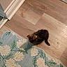 Ivy joined the competition — help win amazing prizes! kitten, cat, floor, rug, floral_pattern, wooden_floor, corner, doorframe, shoe, small, pet, indoor, curious, brown, black, white, exploring, animal, young, domestic