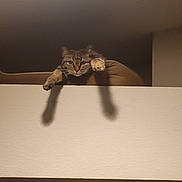 Roxy joined the competition — help win amazing prizes! cat, tabby_cat, paw, shadow, ledge, indoor, curious, stretching, wall, feline, pet, animal, brown, beige, fur, whiskers, face, claws, relaxed, resting