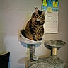 animal, calendar, cat, cat_tree, curious, cute, domestic, fur, furniture, household, indoor, looking, pen, perch, pet, shadow, soft_lighting, sticky_notes, tabby_cat, wall