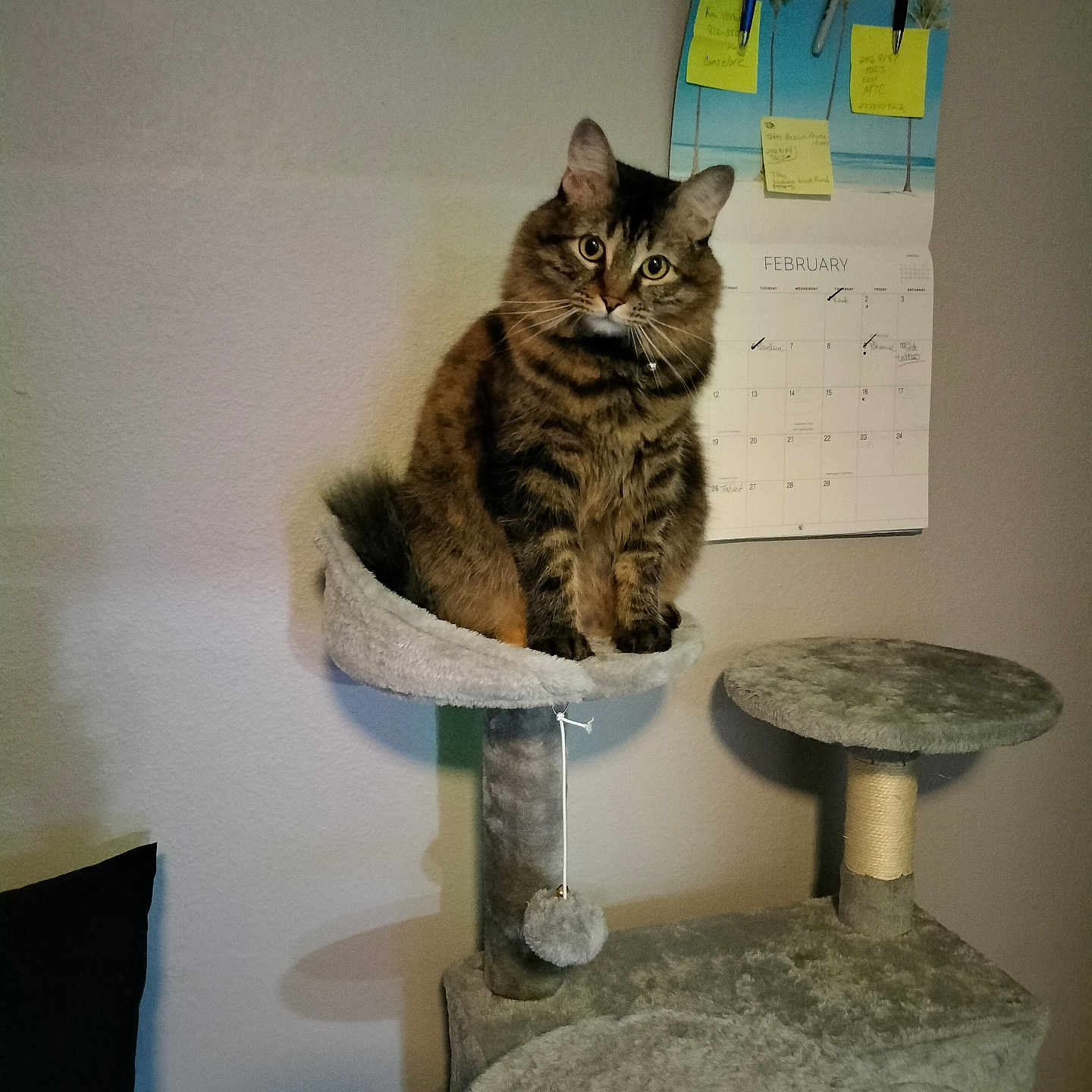Honey Boo is registered to the contest to win money with this photo: animal, calendar, cat, cat_tree, curious, cute, domestic, fur, furniture, household, indoor, looking, pen, perch, pet, shadow, soft_lighting, sticky_notes, tabby_cat, wall