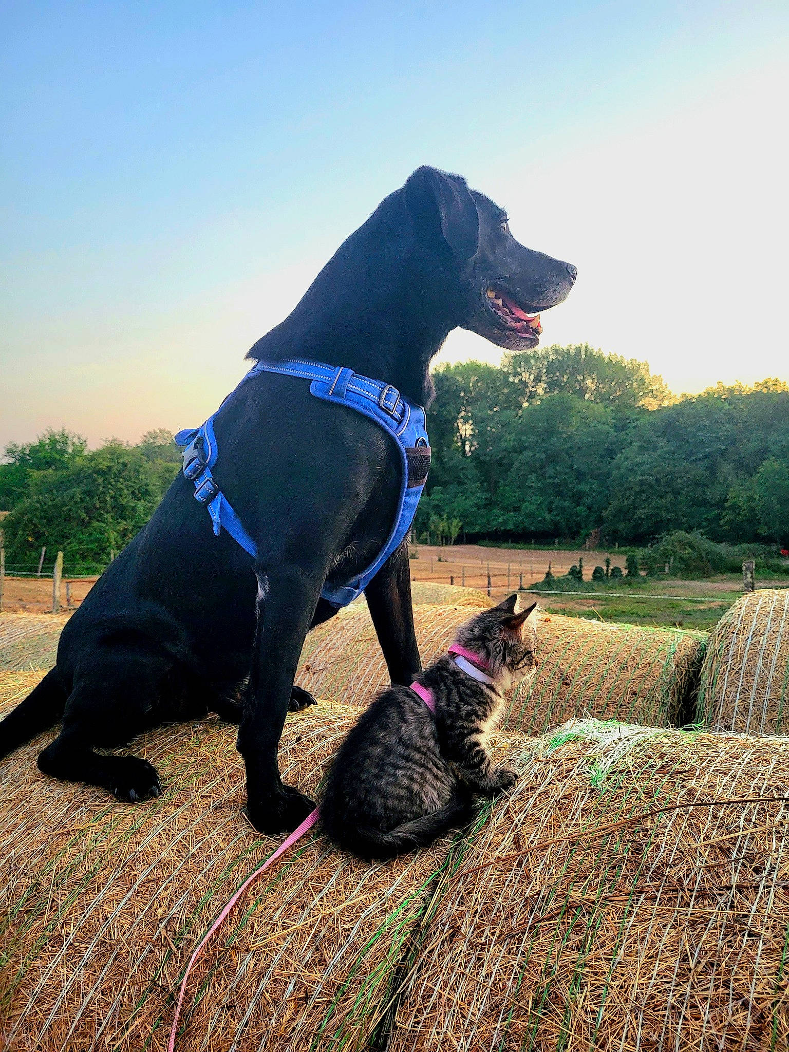 Homer participe au concours pour gagner de l'argent avec cette photo : carnivore, cat, collar, companion_dog, dog, dog_breed, dog_collar, fawn, felidae, grass, leash, mammal, plant, sky, sporting_group, tail, tints_and_shades, tree, vertebrate, working_animal