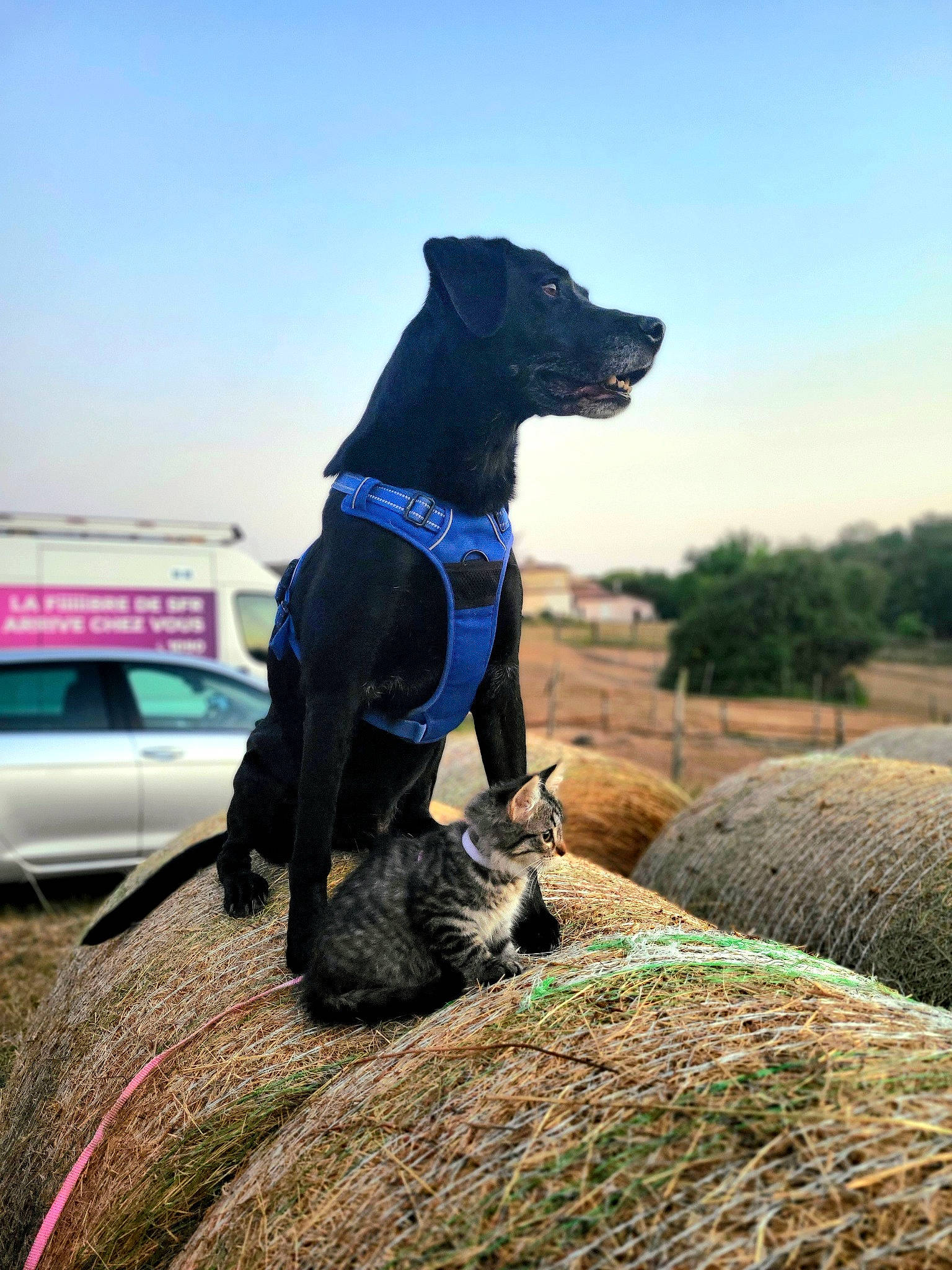 Monta participe au concours pour gagner de l'argent avec cette photo : car, carnivore, collar, companion_dog, dog, dog_breed, dog_collar, fawn, grass, leash, mammal, sky, snout, sporting_group, tail, vehicle, vertebrate, wheel, window, working_animal