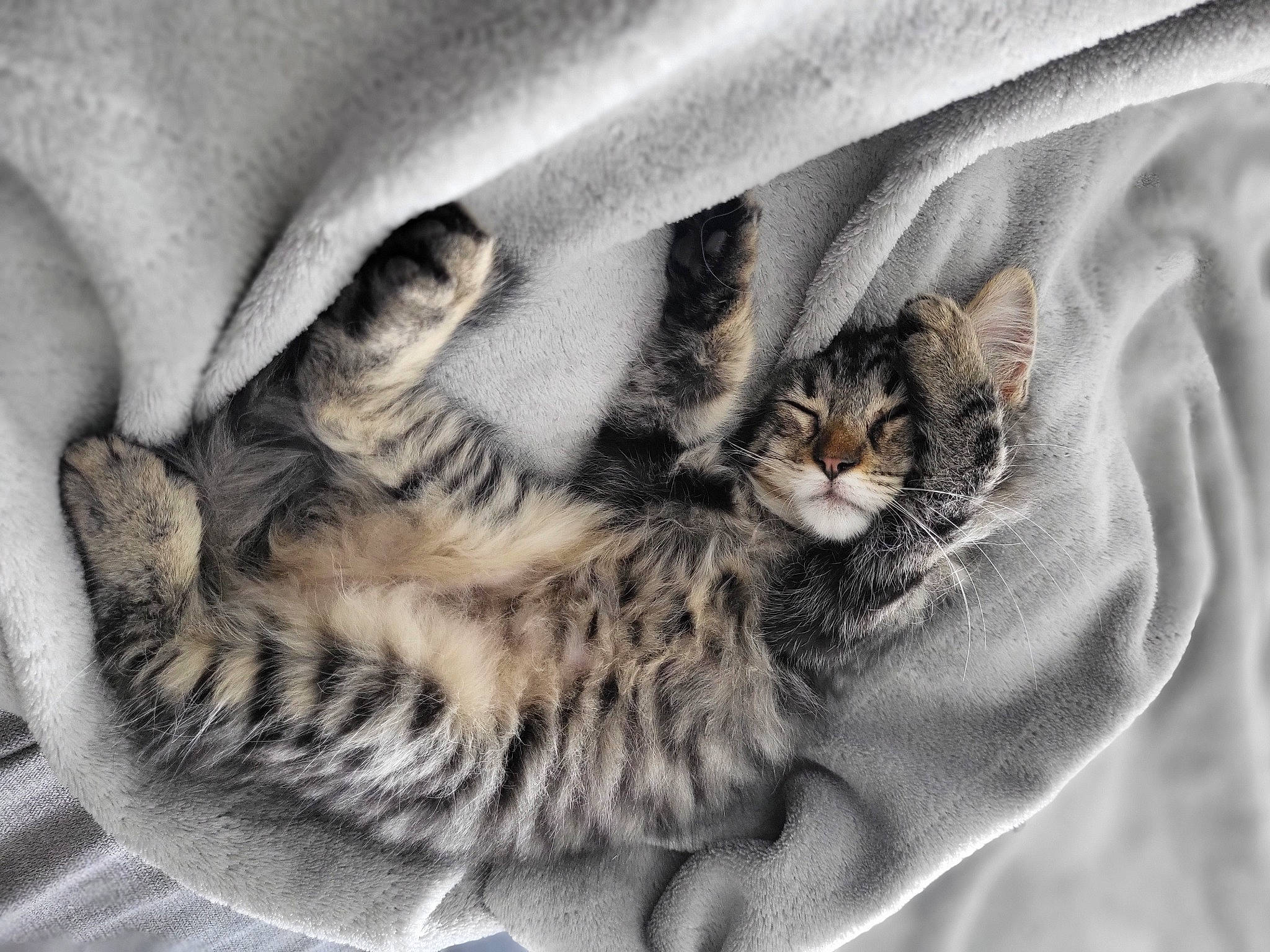 Monta a rejoint le concours — aidez-le/la à gagner de superbes lots ! carnivore, cat, claw, comfort, domestic_short_haired_cat, fawn, felidae, fur, grey, mammal, nap, pattern, paw, small_to_medium_sized_cats, snout, tail, terrestrial_animal, tree, whiskers, wildlife