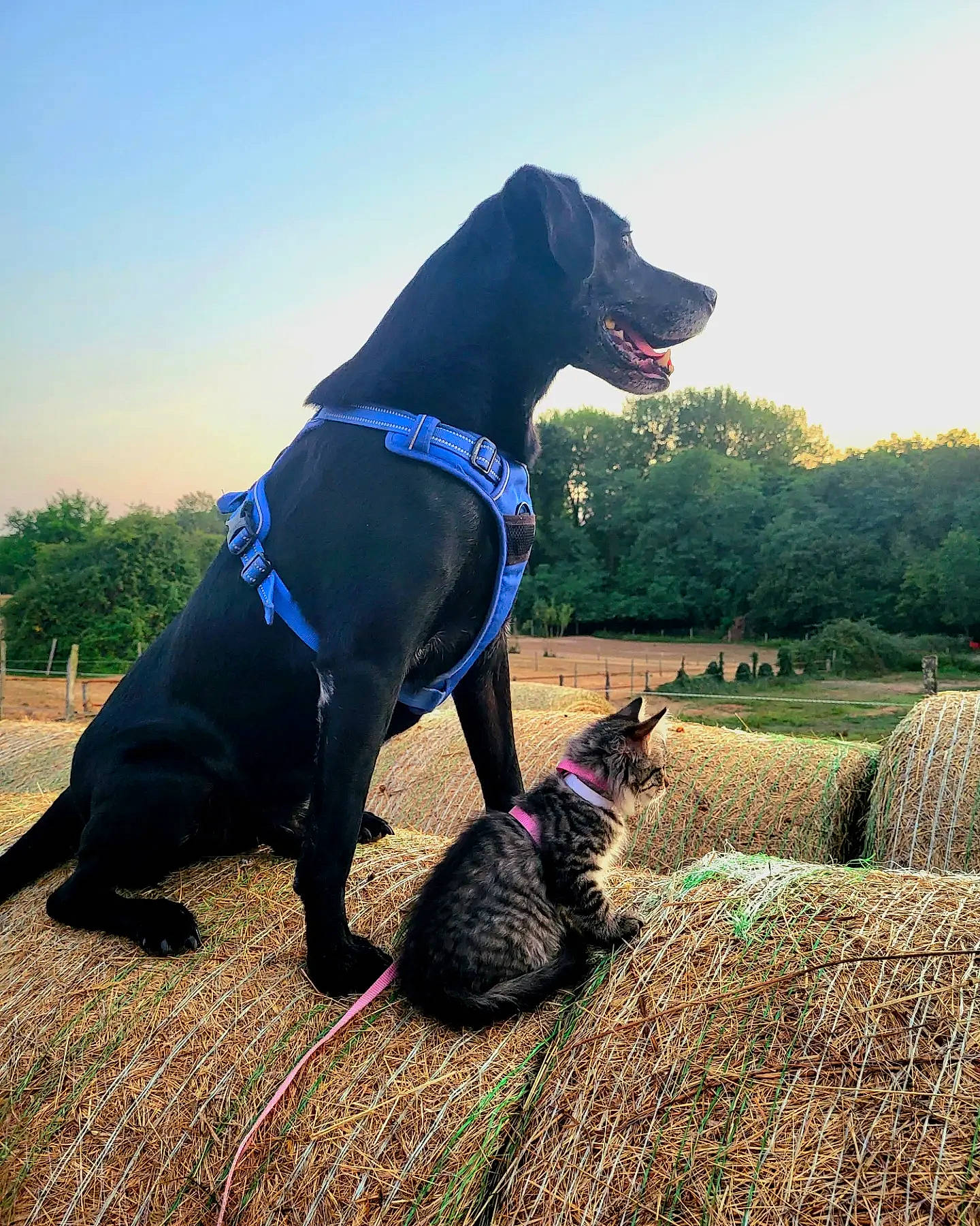 Monta a rejoint le concours — aidez-le/la à gagner de superbes lots ! carnivore, cat, collar, companion_dog, dog, dog_breed, dog_collar, fawn, grass, gun_dog, leash, mammal, plant, sky, snout, sporting_group, tail, tree, vertebrate, working_animal