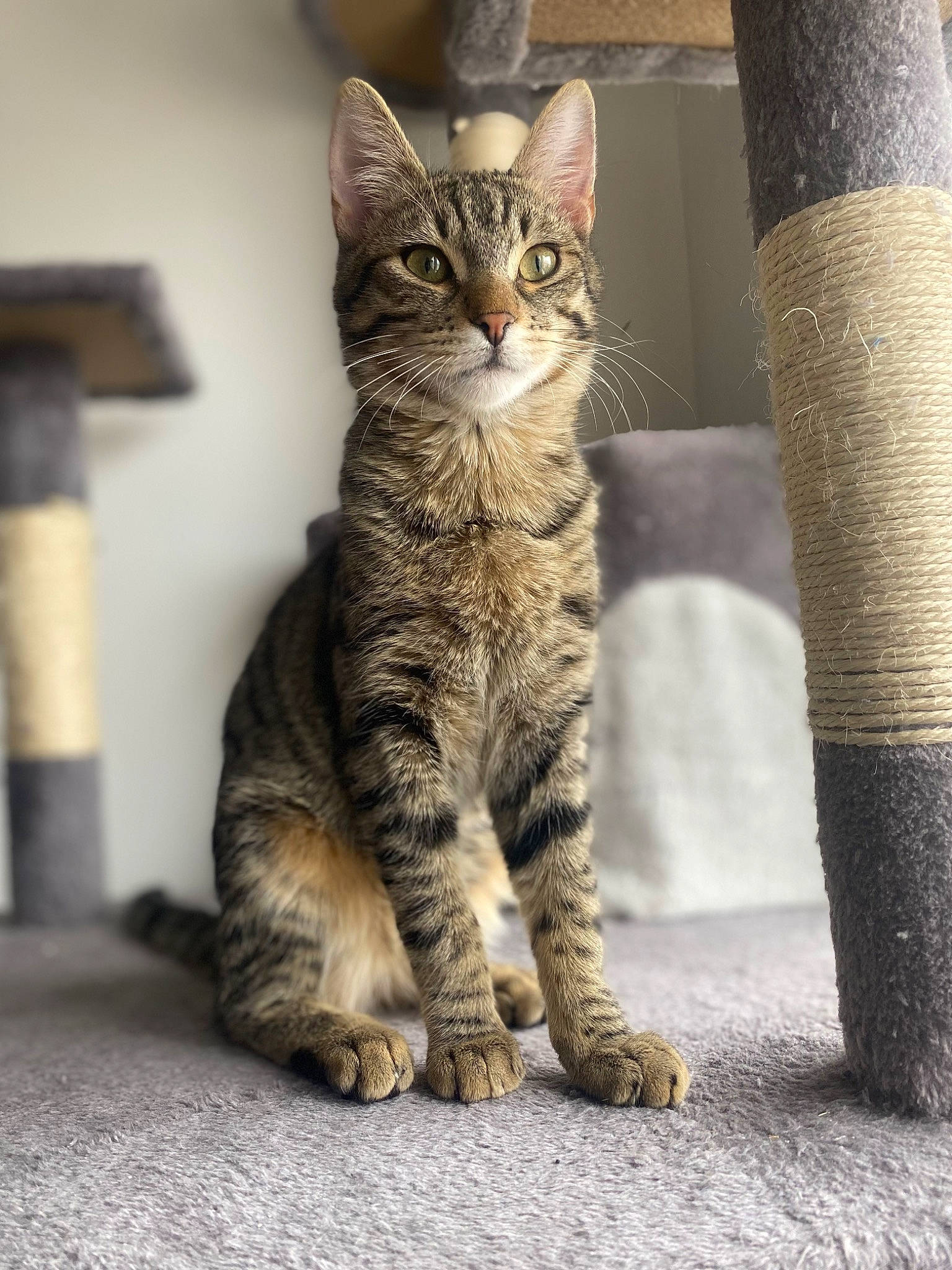 Ryuk a rejoint le concours — aidez-le/la à gagner de superbes lots ! carnivore, cat, claw, domestic_short_haired_cat, door, felidae, fur, grey, paw, road_surface, sitting, small_to_medium_sized_cats, snout, tail, terrestrial_animal, tree, trunk, whiskers, wildlife, window