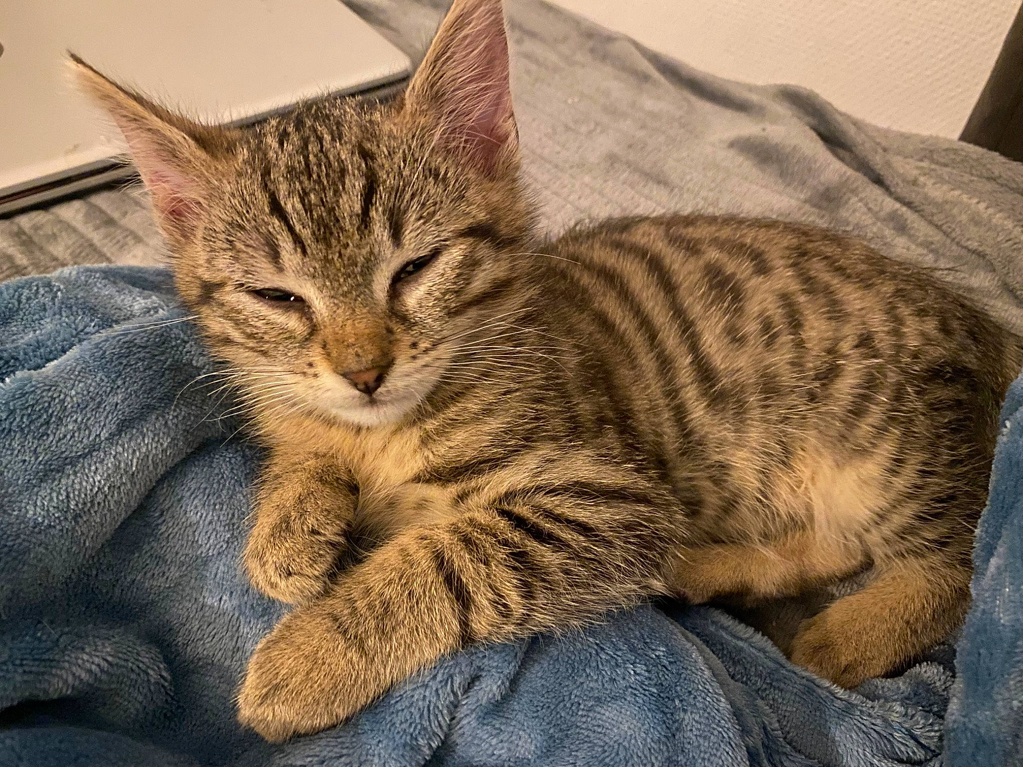 Ryuk participe au concours pour gagner de l'argent avec cette photo : carnivore, cat, claw, comfort, domestic_short_haired_cat, felidae, fur, nap, paw, sitting, small_to_medium_sized_cats, snout, tail, terrestrial_animal, tree, whiskers, wildlife