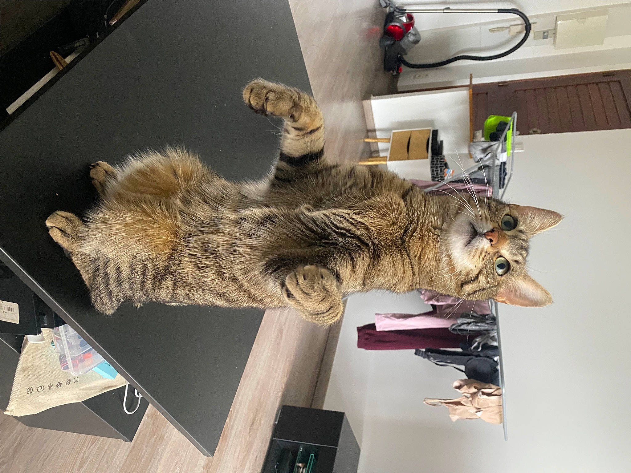 Ryuk a rejoint le concours — aidez-le/la à gagner de superbes lots ! art, carnivore, cat, claw, domestic_short_haired_cat, felidae, fur, room, small_to_medium_sized_cats, tail, wall_socket, whiskers