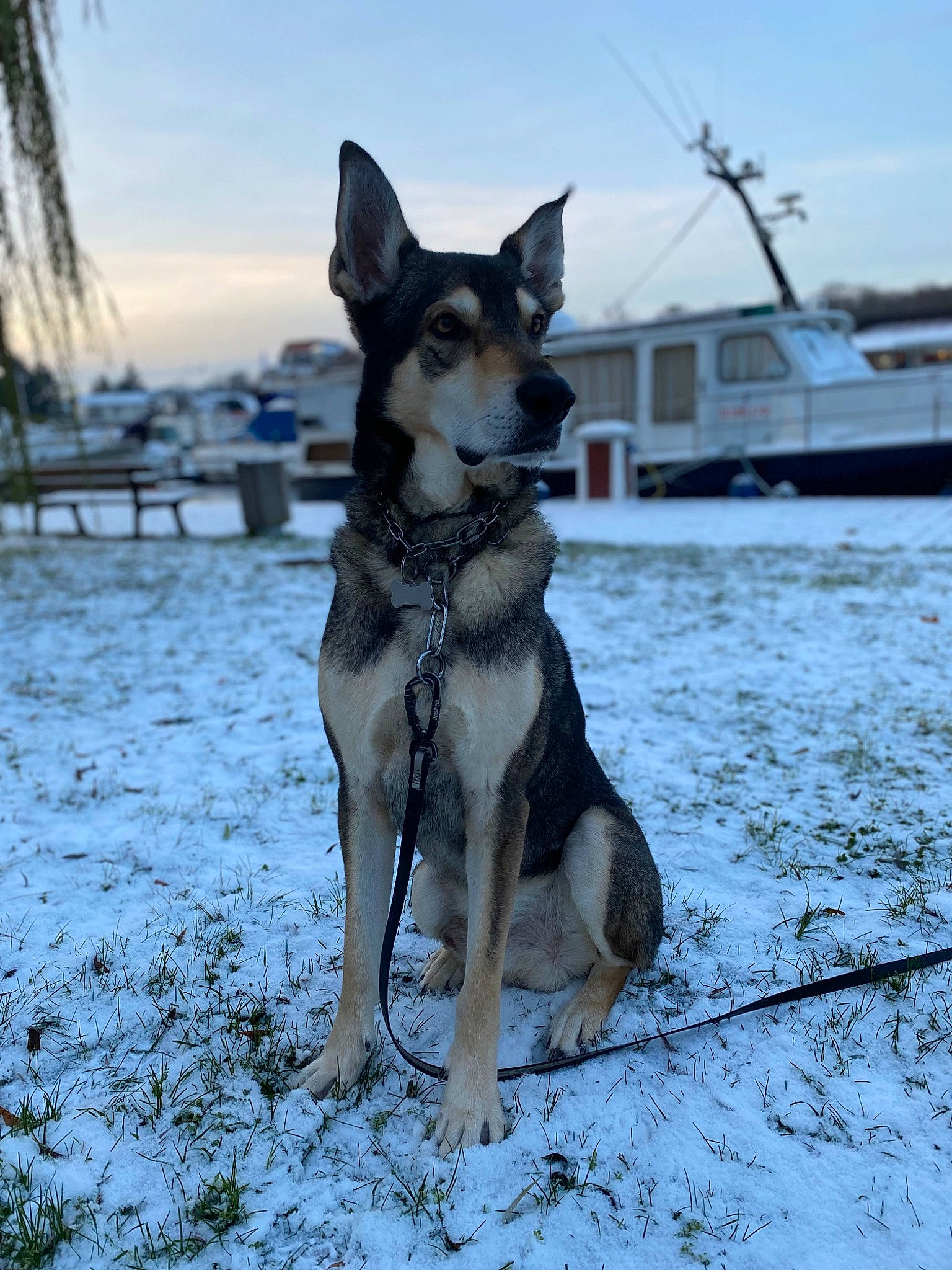 Jaiko a rejoint le concours — aidez-le/la à gagner de superbes lots ! canis, carnivore, cloud, collar, dog, dog_breed, dog_supply, east_european_shepherd, freezing, palm_tree, pet_supply, recreation, sky, snow, sporting_group, tail, watercraft, winter, working_animal, working_dog