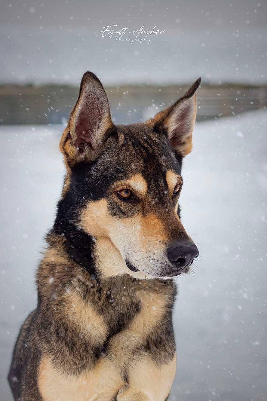 Jaiko a rejoint le concours — aidez-le/la à gagner de superbes lots ! ancient_dog_breeds, art, canidae, carnivore, companion_dog, dog, dog_breed, fur, herding_dog, siberian_husky, sled_dog, snout, snow, sporting_group, tree, whiskers, window, winter, working_animal, working_dog