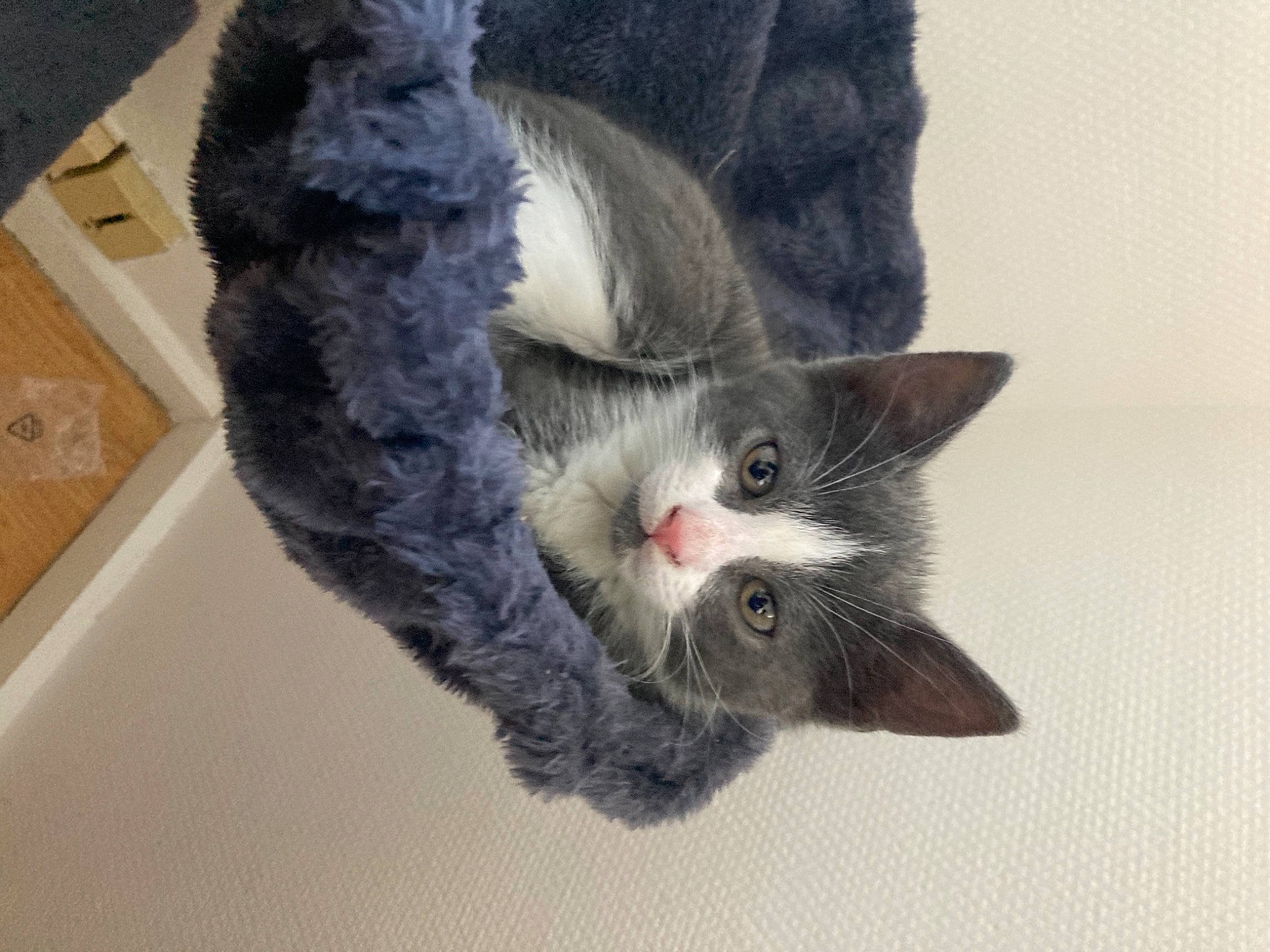 Misha participe au concours pour gagner de l'argent avec cette photo : carnivore, cat, claw, domestic_short_haired_cat, eye, felidae, fur, grey, paw, small_to_medium_sized_cats, snout, tail, whiskers