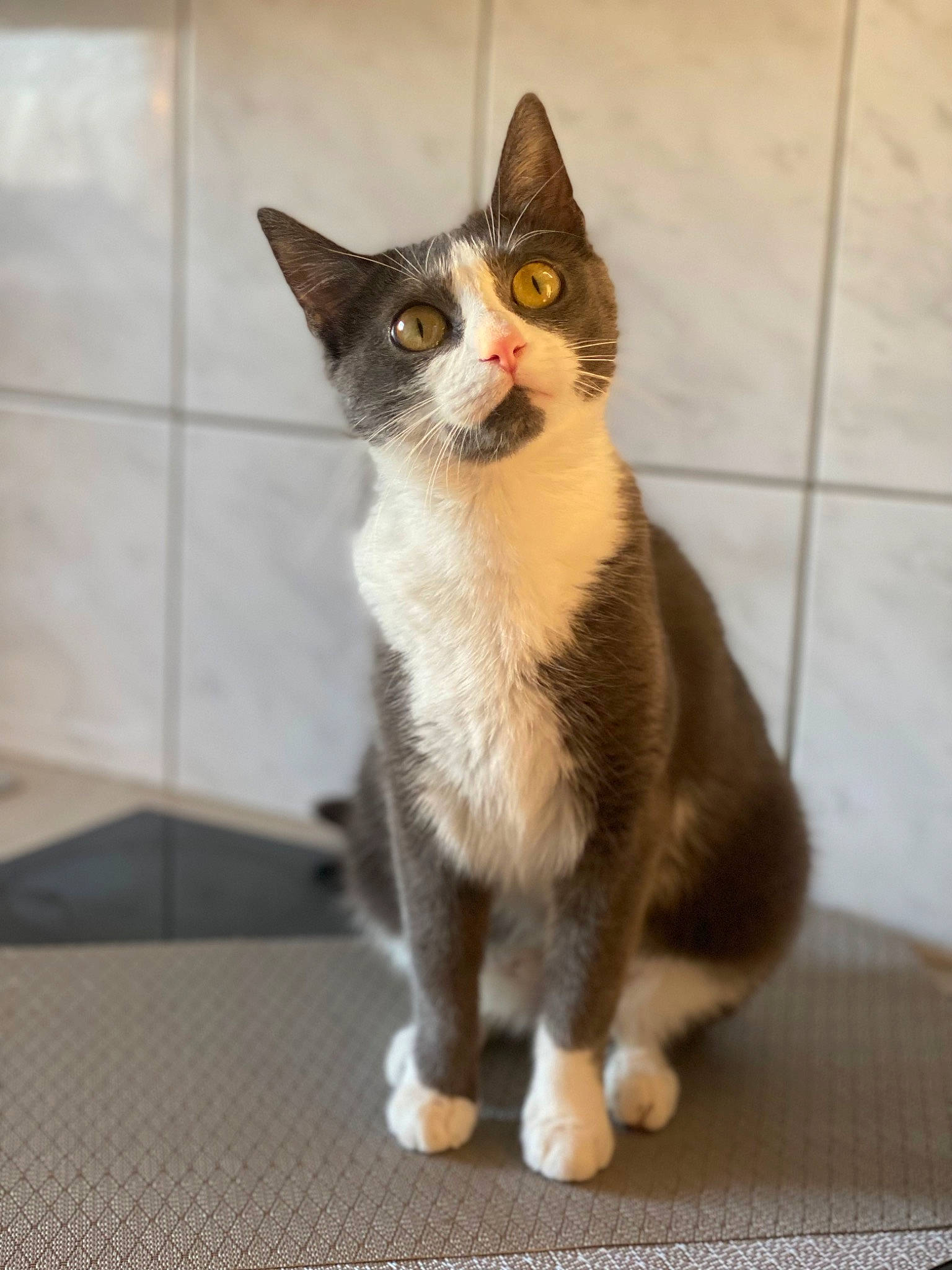 Misha participe au concours pour gagner de l'argent avec cette photo : carnivore, cat, domestic_short_haired_cat, felidae, flooring, fur, hardwood, paw, small_to_medium_sized_cats, snout, tail, whiskers, wood