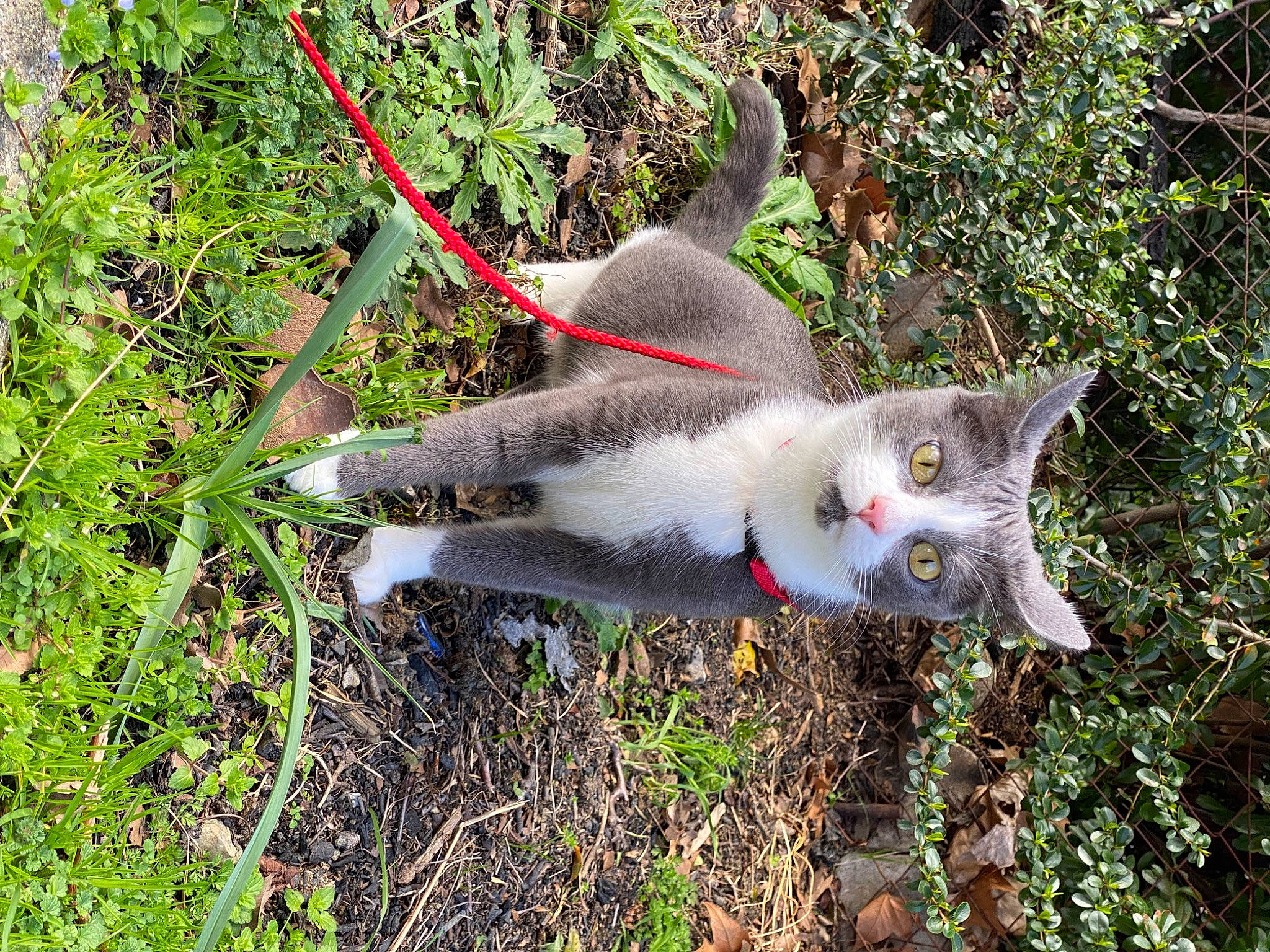 Misha a rejoint le concours — aidez-le/la à gagner de superbes lots ! carnivore, cat, domestic_short_haired_cat, fawn, felidae, fur, grass, plant, small_to_medium_sized_cats, tail, terrestrial_animal, tree, whiskers, wildlife