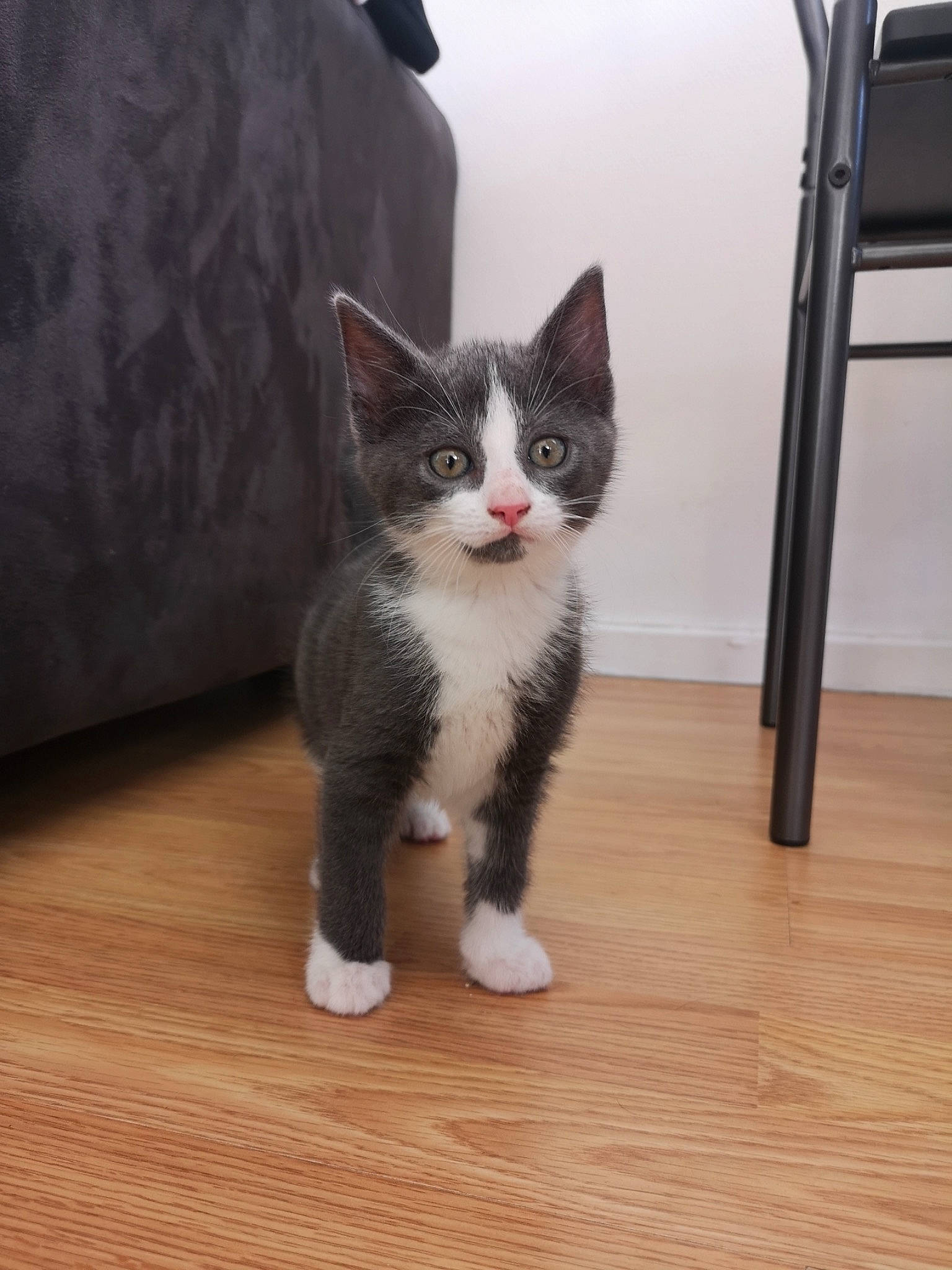 Misha participe au concours pour gagner de l'argent avec cette photo : carnivore, cat, couch, domestic_short_haired_cat, felidae, flooring, foot, fur, grey, hardwood, laminate_flooring, paw, small_to_medium_sized_cats, snout, tail, whiskers, window, wood, wood_flooring, wood_stain