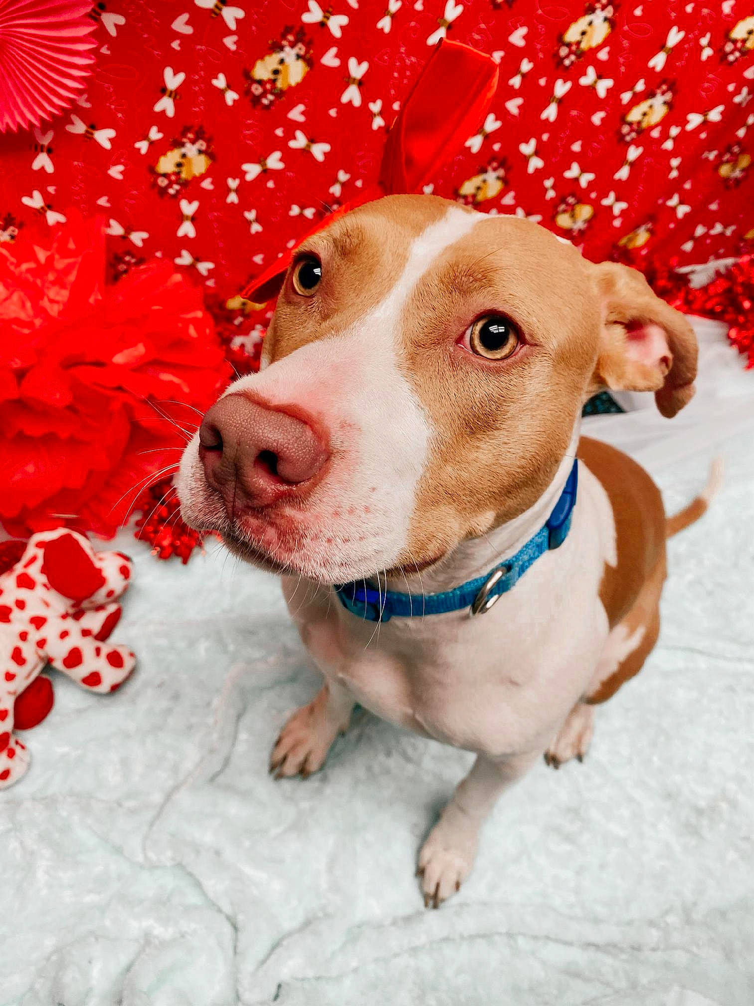 Luna is registered to the contest to win money with this photo: canidae, carnivore, circle, collar, companion_dog, dog, dog_breed, dog_collar, dog_supply, fawn, fur, pattern, pedicel, pet_supply, petal, snout, sporting_group, whiskers, winter, working_animal