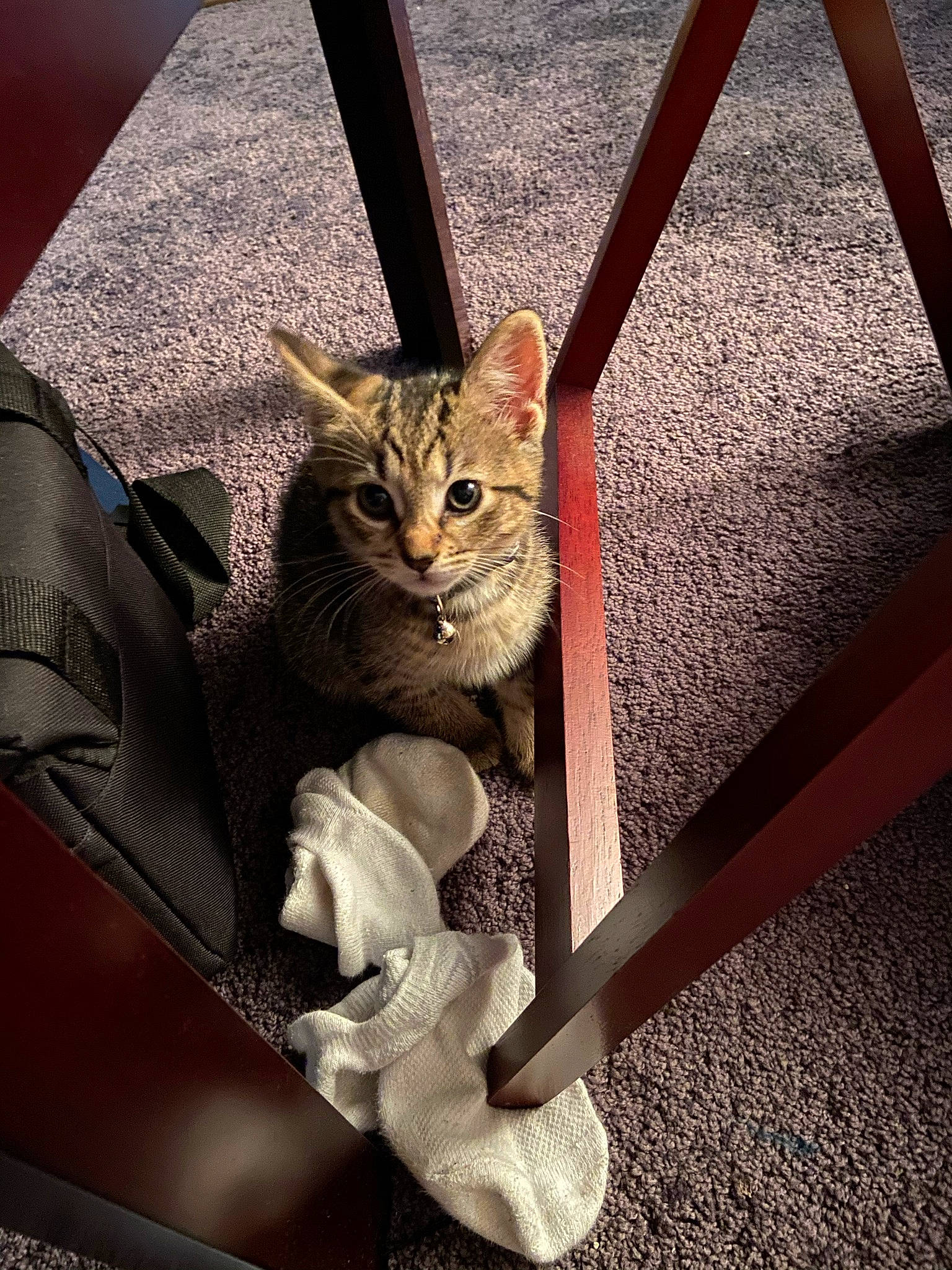 Luna is registered to the contest to win money with this photo: american_shorthair, asian, bengal, carnivore, cat, chausie, domestic_short_haired_cat, egyptian_mau, european_shorthair, eye, felidae, fur, kitten, leg, ocicat, pixie_bob, sitting, small_to_medium_sized_cats, tabby_cat, whiskers