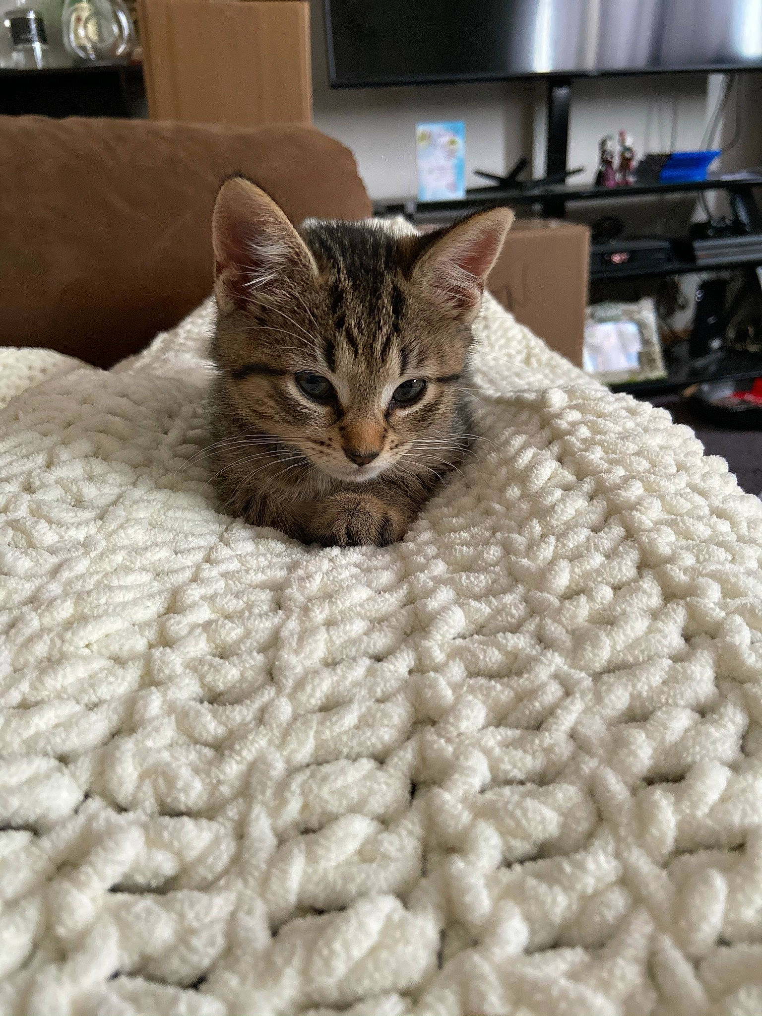 Luna joined the competition — help win amazing prizes! american_shorthair, asian, bengal, blanket, carnivore, cat, domestic_short_haired_cat, dragon_li, european_shorthair, felidae, fur, furniture, kitten, ocicat, pixie_bob, room, small_to_medium_sized_cats, tabby_cat, textile, whiskers