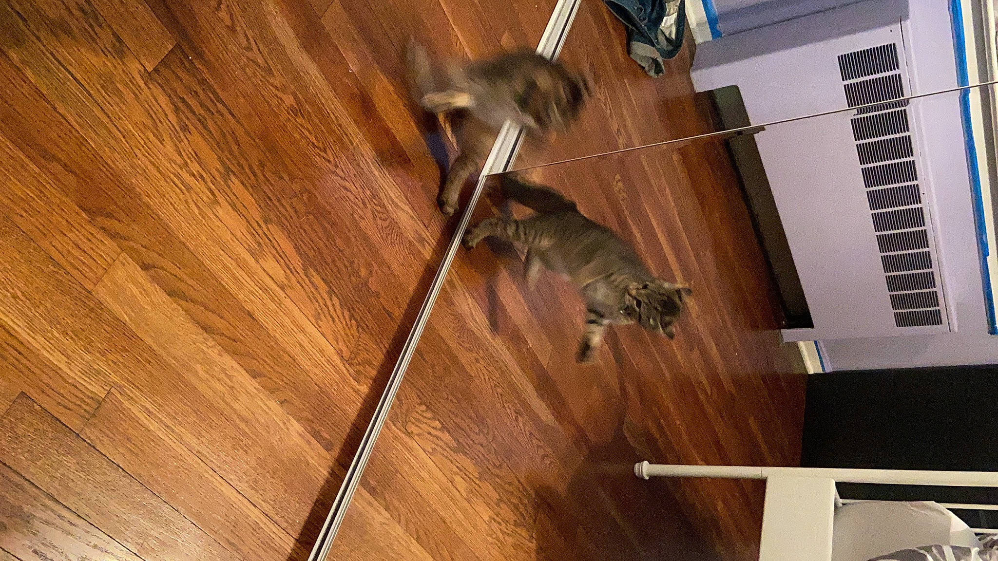 Luna joined the competition — help win amazing prizes! cat, floor, flooring, hardwood, laminate_flooring, wood, wood_flooring, wood_stain